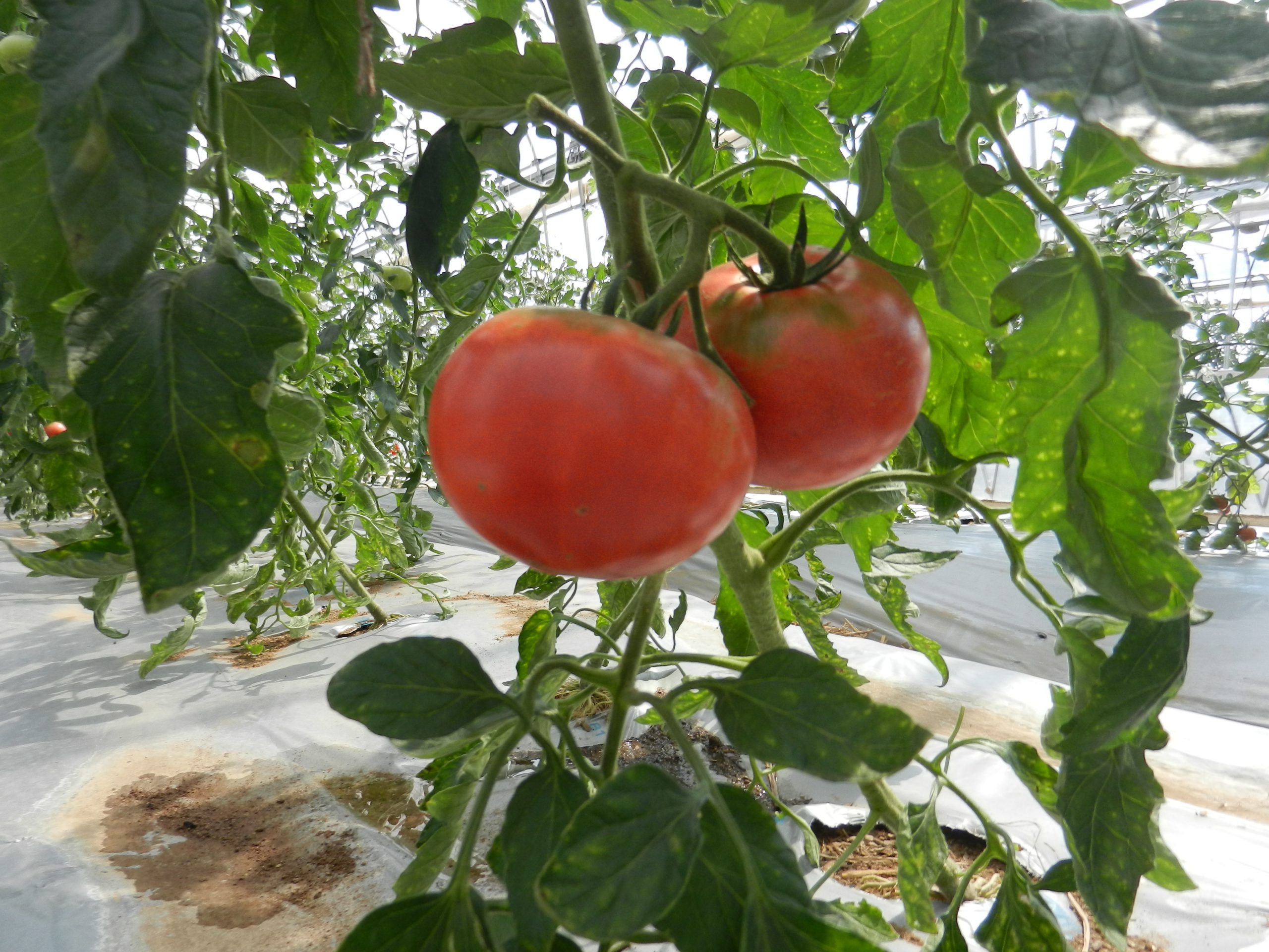 白山市　エコファーム奥野　トマト